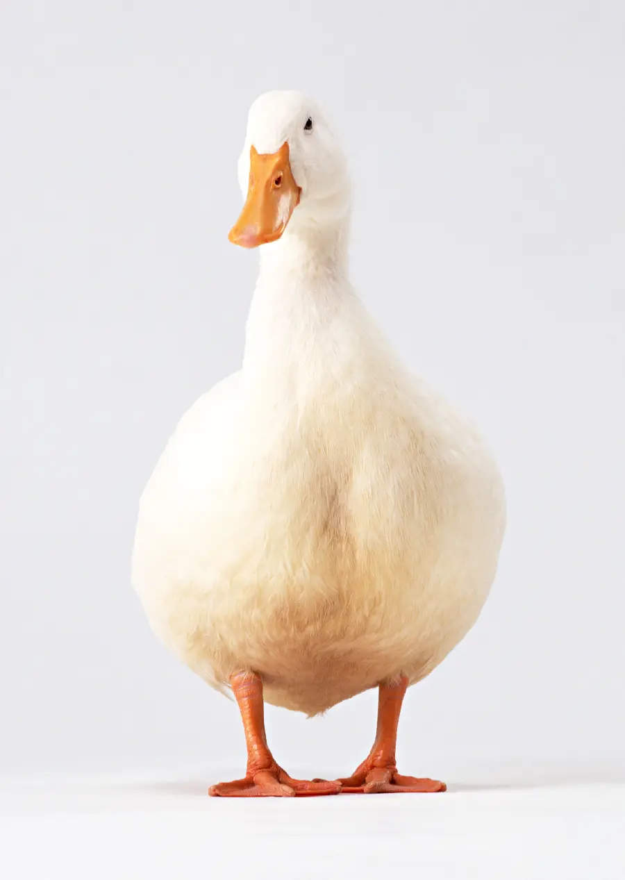 Studio photo of animals like ducks