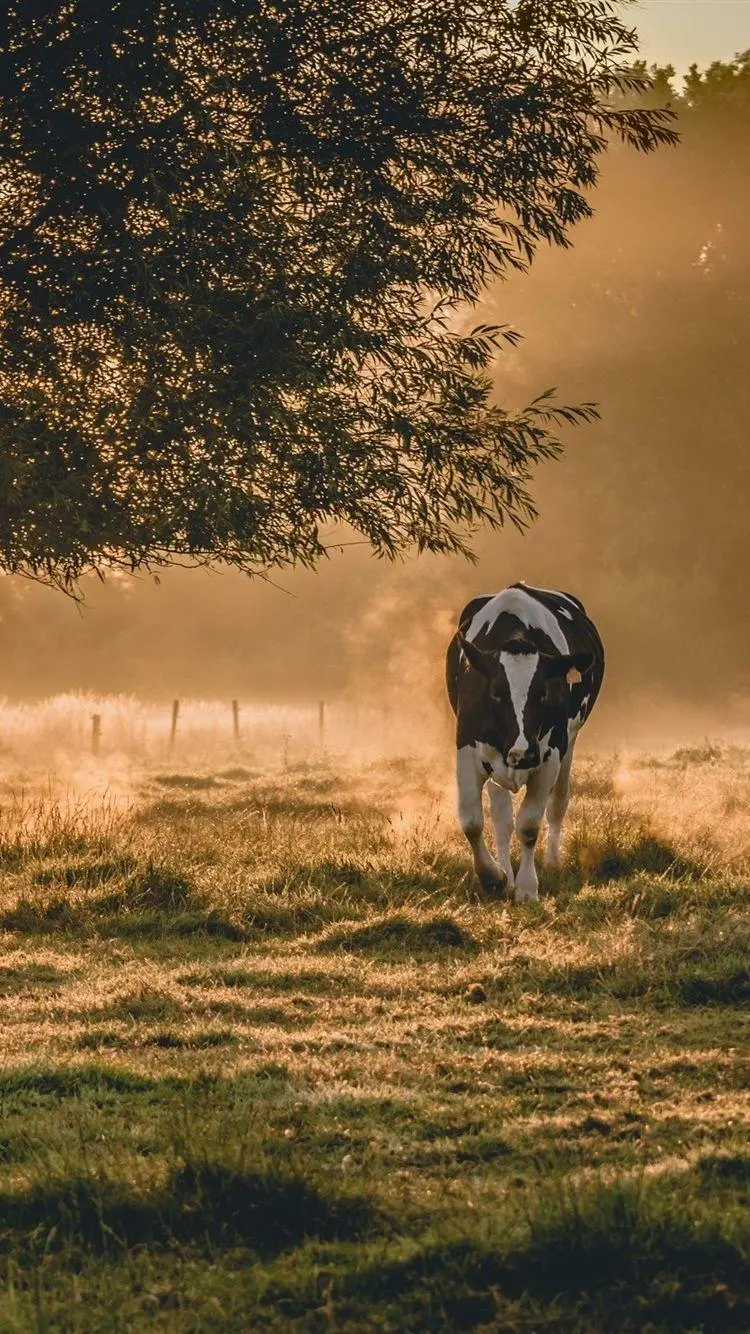 Cow wallpaper photo for mobile phone