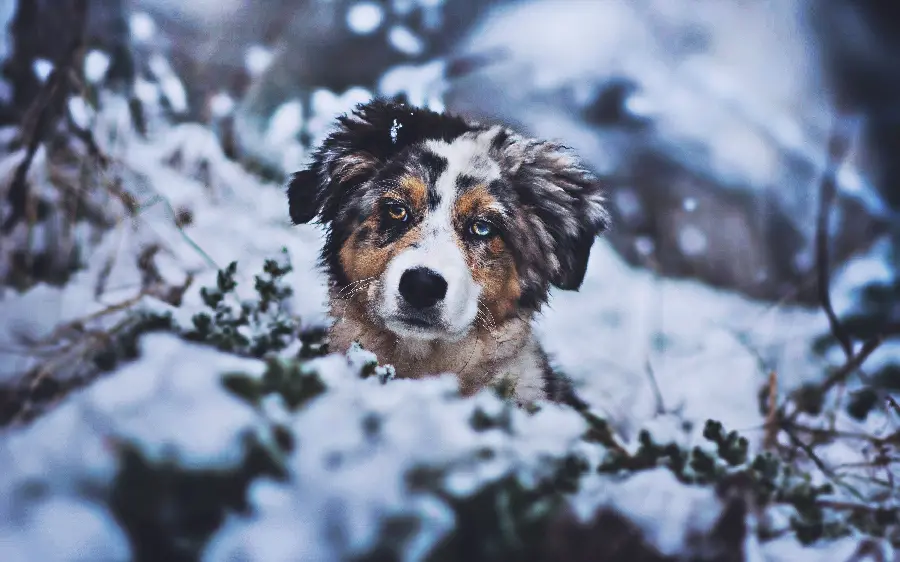 Australian Shepherd Dog Wallpaper in the Snow