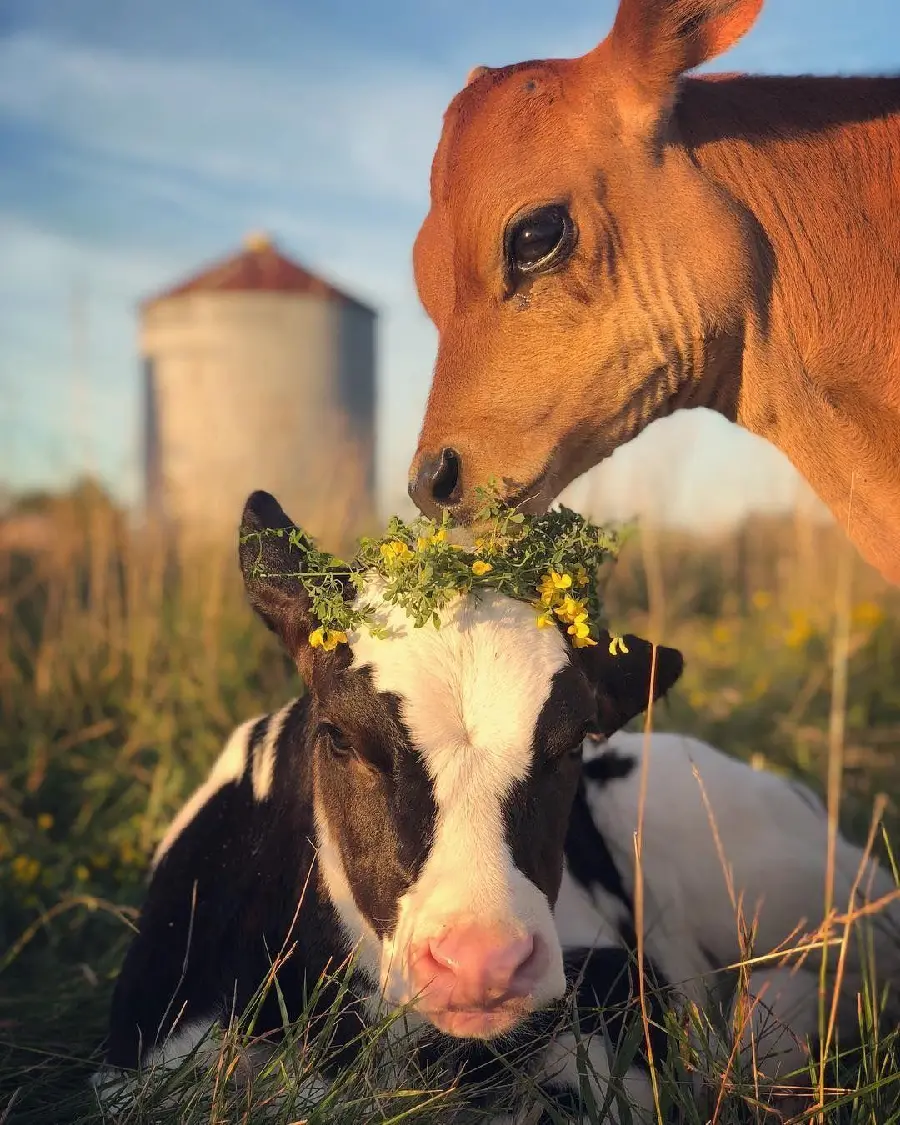 High Quality Real Calf Profile Photo