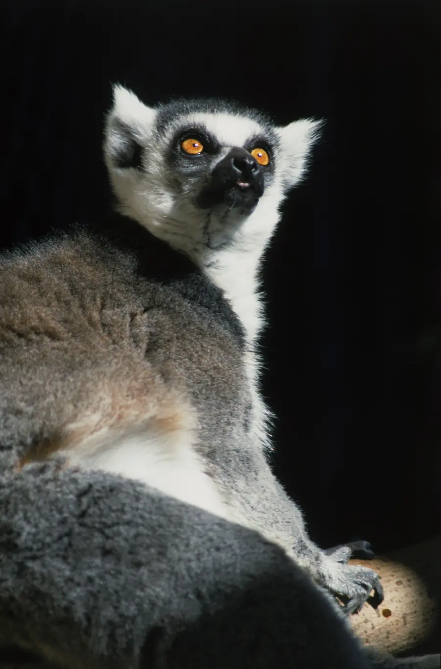 Wildlife Documentary Background Photo
