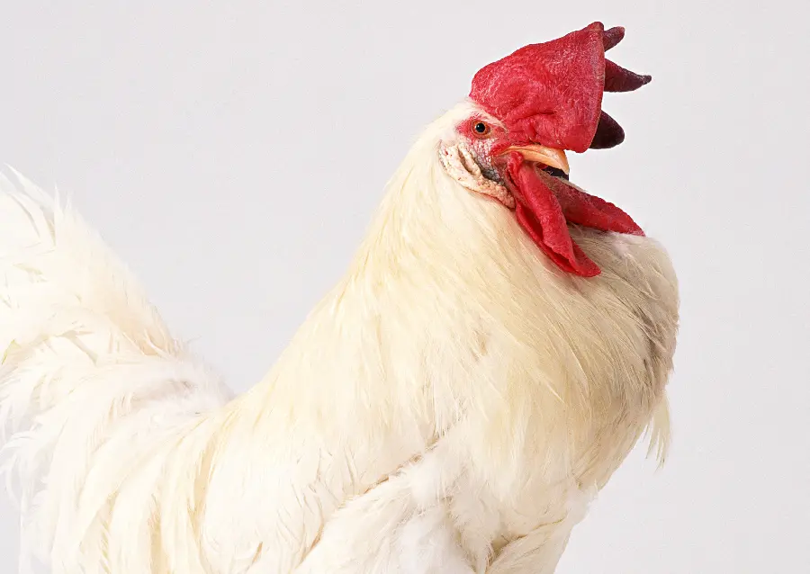 Beautiful and handsome white rooster photo