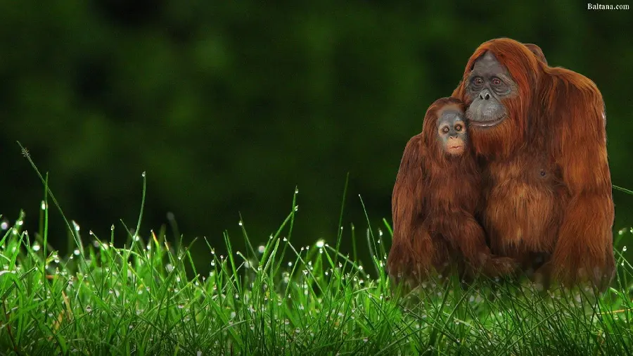 Female orangutan photo