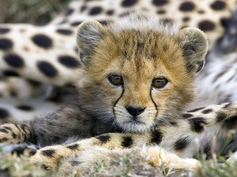 Wild Australian Animals in Nature
