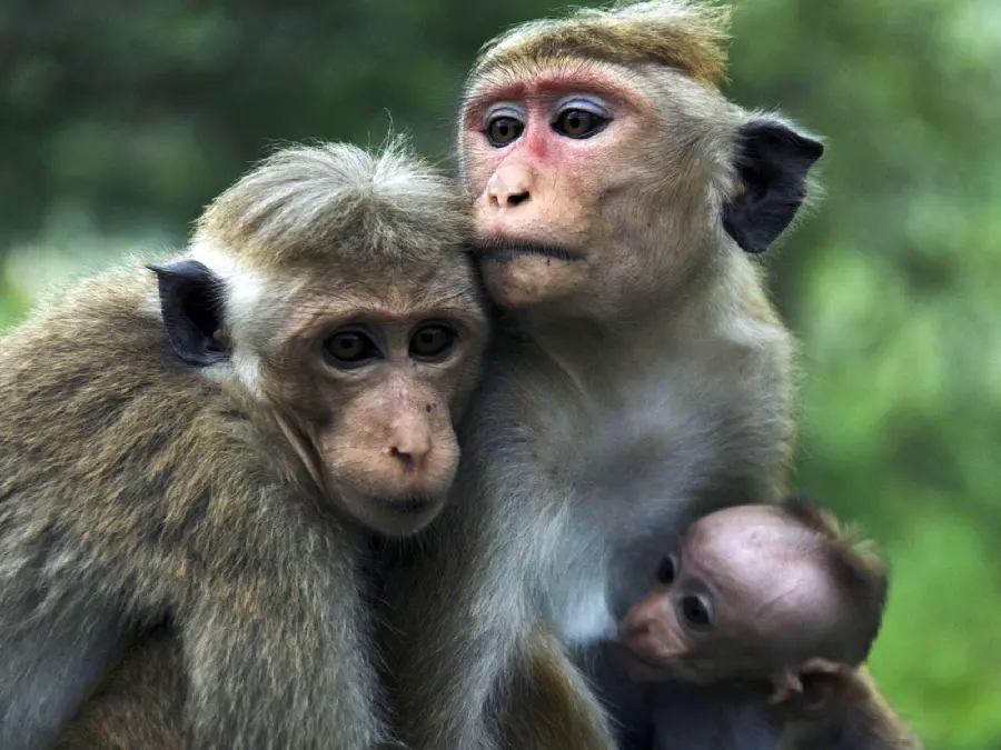 Monkey and his wife HD quality photo