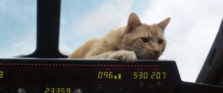 Captain Marvel Goose