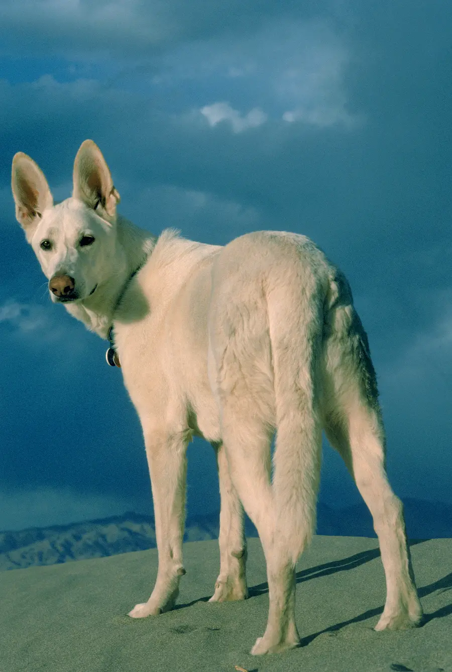 Dog in wildlife documentary