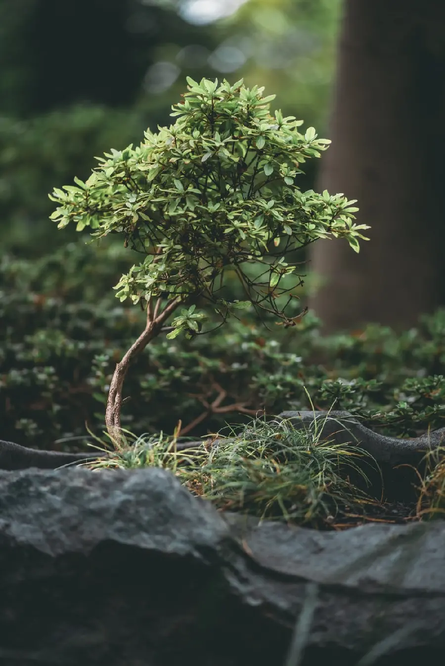 Wallpaper for farmers and gardeners with the theme of tree planting