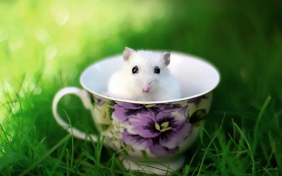 Funny White Mouse in Cup