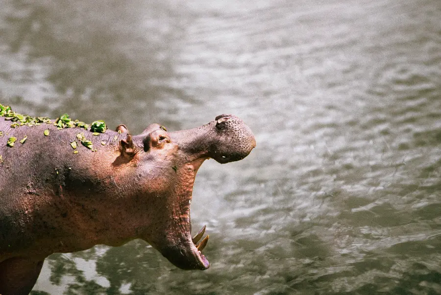 Wildlife Stock Photo