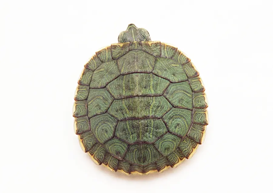 Turtle photo from above
