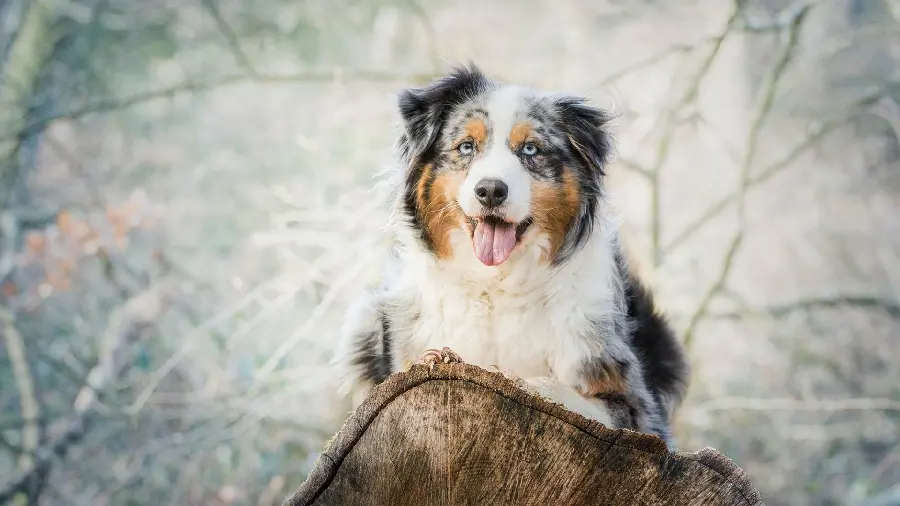 Funny Australian Shepherd Dog Picture