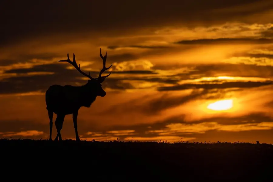 Download photo of reindeer and sunset
