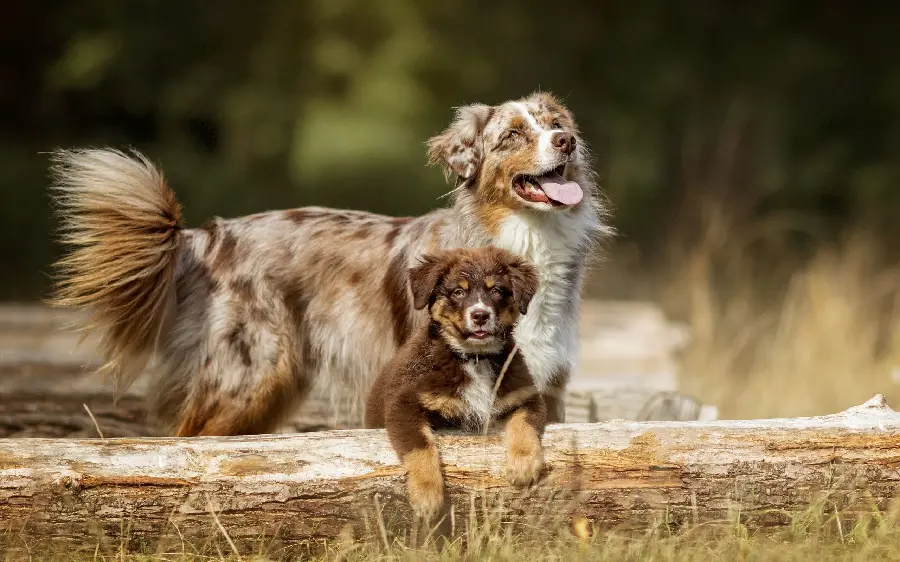 Australian Dogs Wallpaper