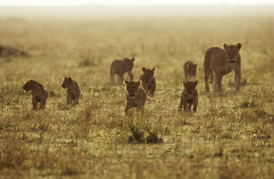 Amazon Wildlife Photos