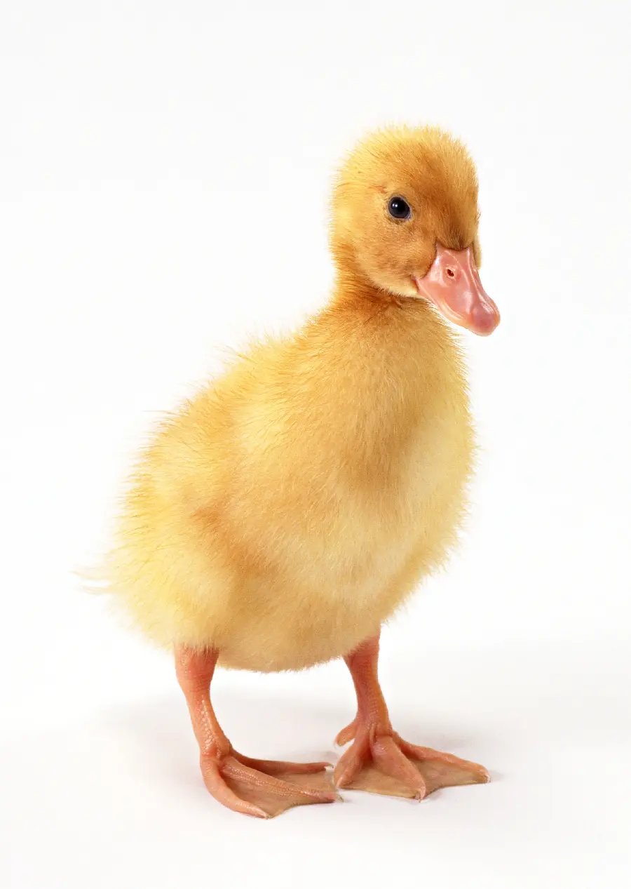 Animal Studio Photo