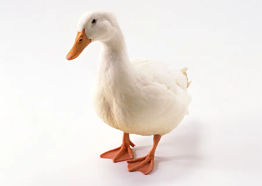 Duck Quality Photo in Studio