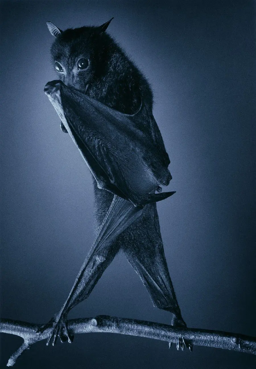 Bat Profile Photo