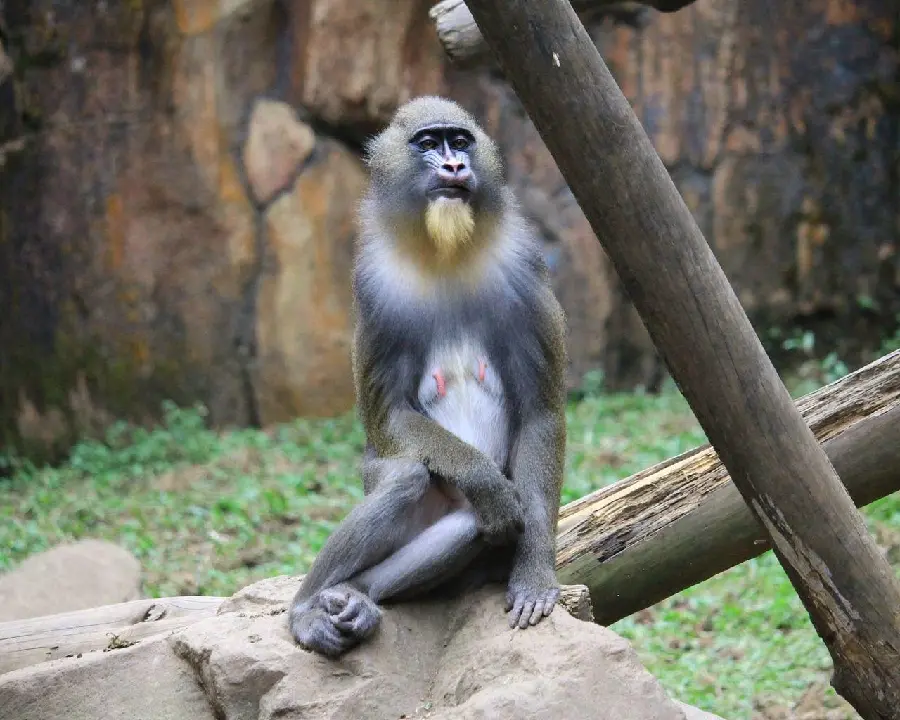 Beautiful and beautiful mandrill in the zoo, one of the first monkeys