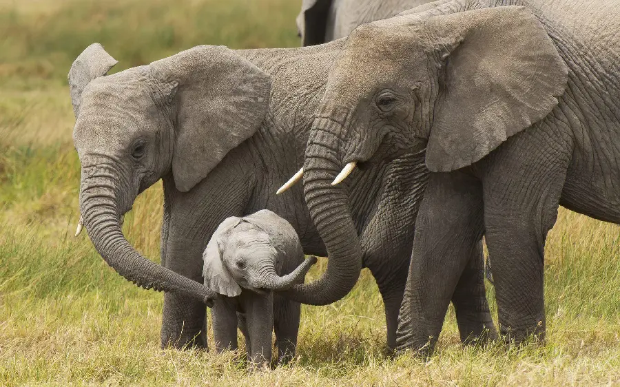 Baby elephant family together wallpaper for Windows wallpaper