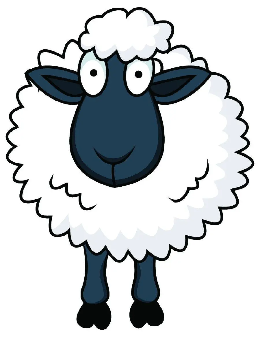 Photo Sheep drawing from the front