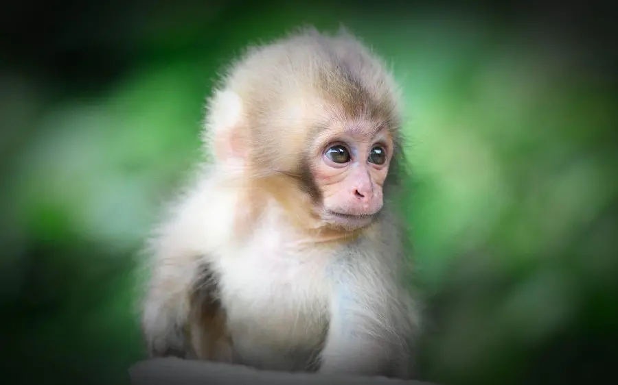 Monkey photo furry