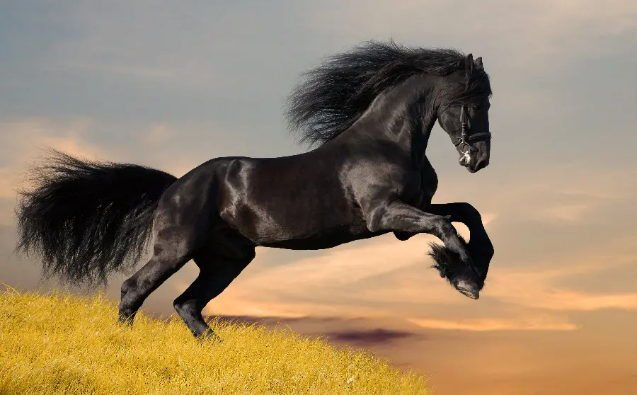 Photo of black and black horse in wildlife documentary