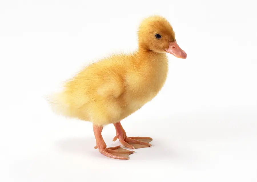 Duckling Studio Photo