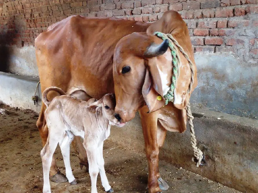 Download High Quality Image of Newborn Calf in a Cowshed