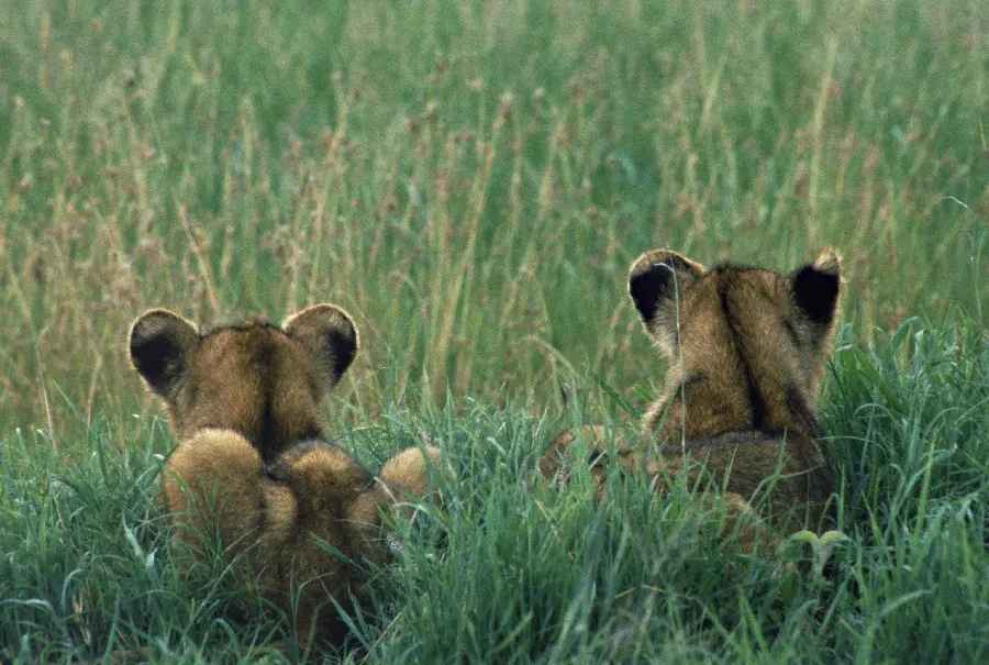 Photo of a baby lion and wild animals