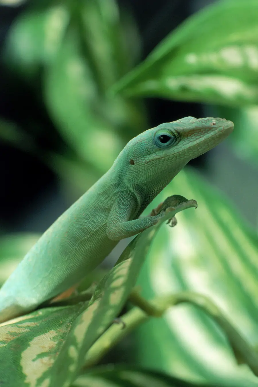 Photo of lizard in wildlife documentary