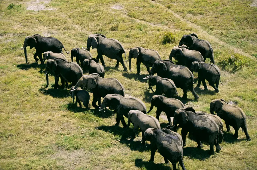 National Geographic Wildlife Photo