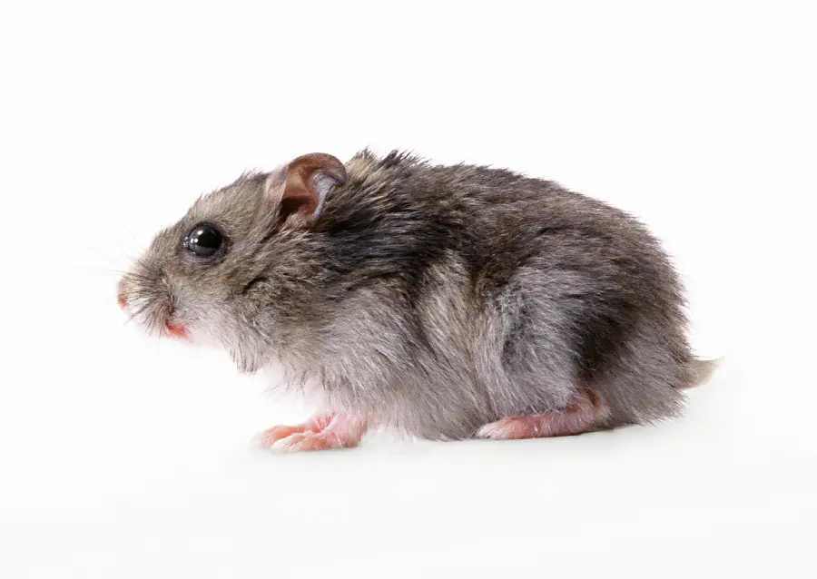 Furry mouse studio photo
