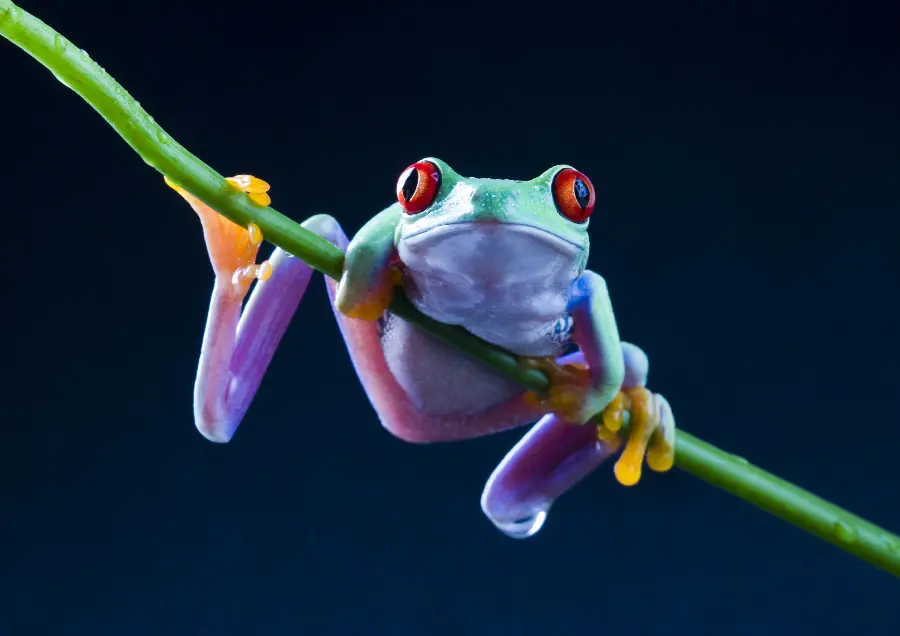 Animal Photos of Frogs and Amphibians