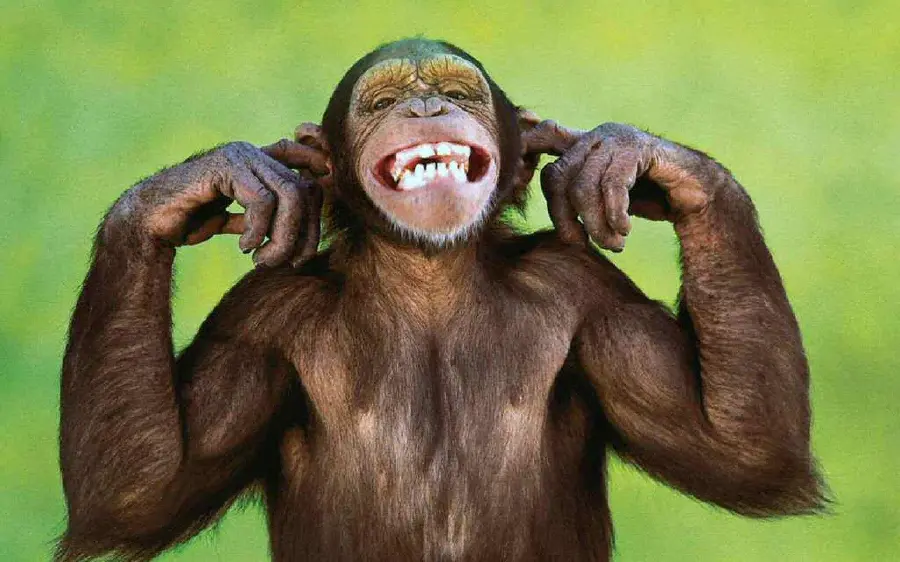 Funny Shapanzee Profile Picture