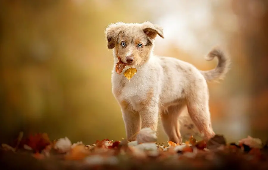 Beautiful picture of Australian Shepherd