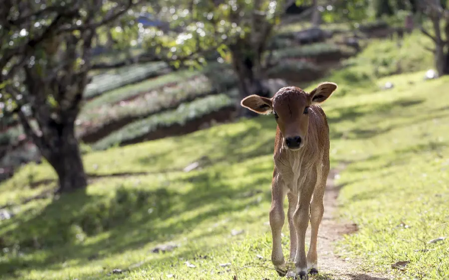 Download high quality HD image of a one-year-old calf