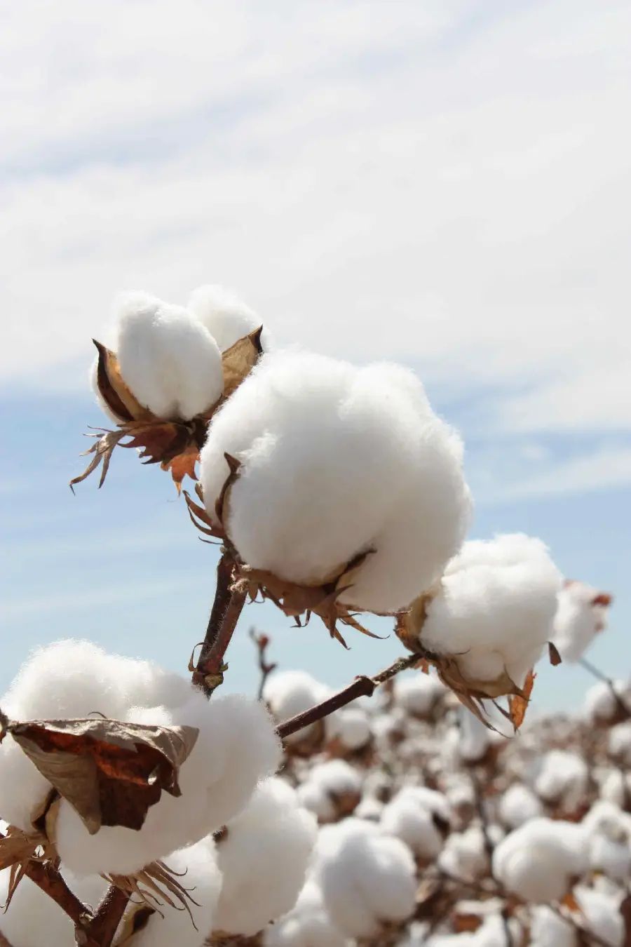 Close-up image of the blossom Natural cotton flowers in the field