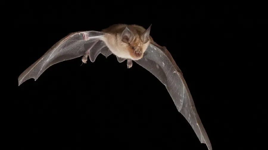 Bat picture flying