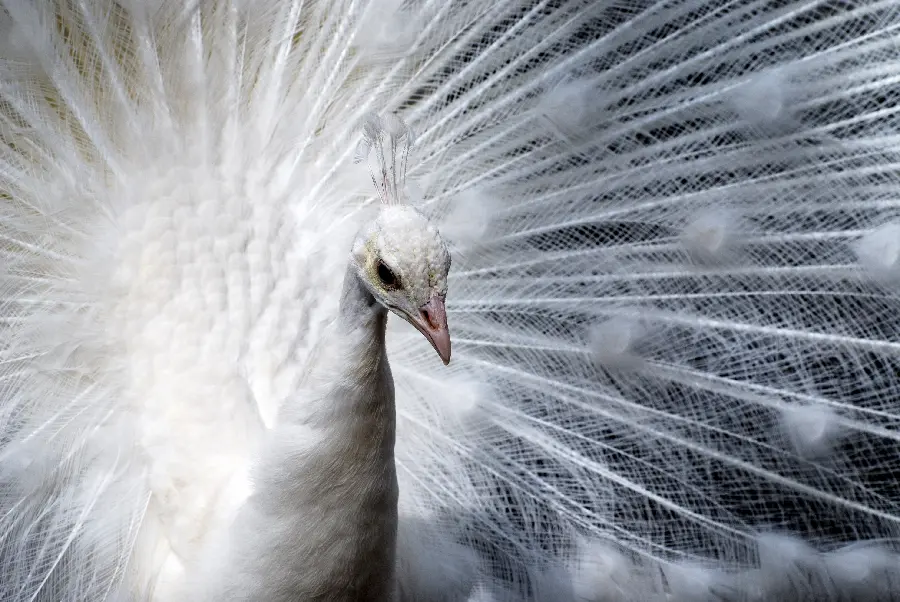White peacock photo in wildlife documentary