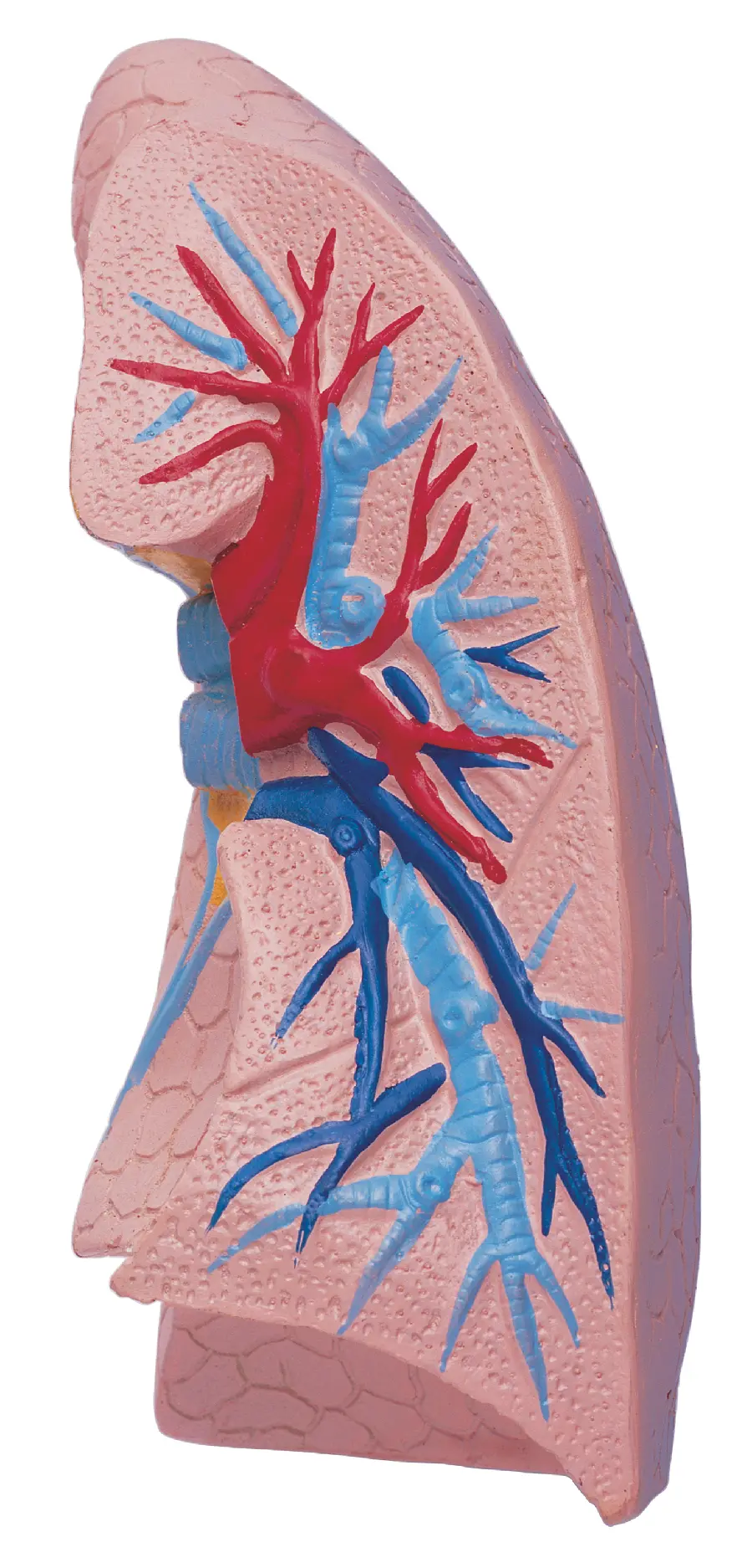 High quality photo of human lung