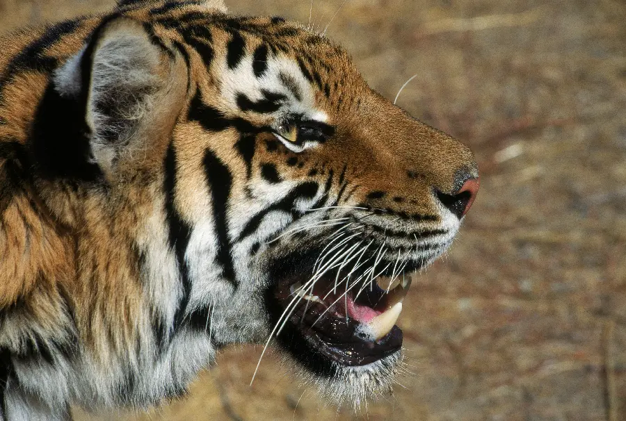 Photo of a wild tiger and wild animals