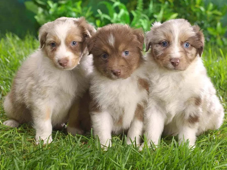 Download profile picture of three Australian Shepherd puppies