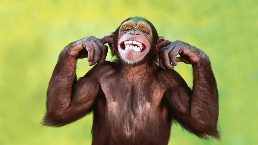 Famous monkey photo full hd