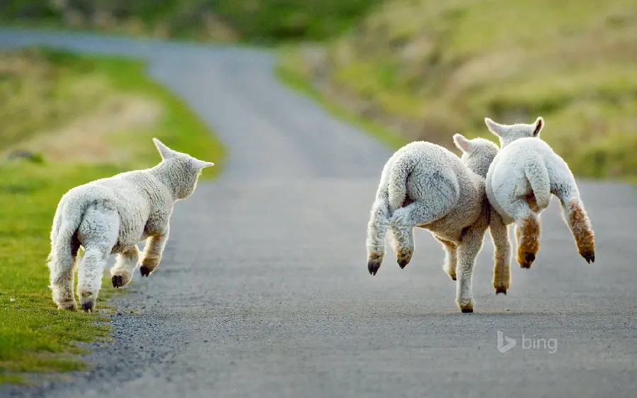 Three Sheep Friends Playing and Happy Profile Picture