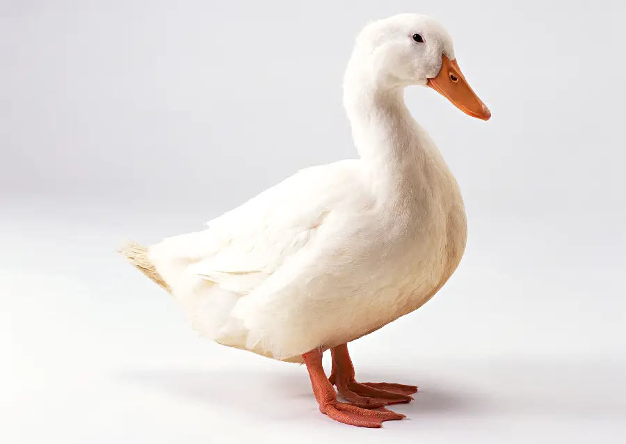 High quality duck photo in the photography studio