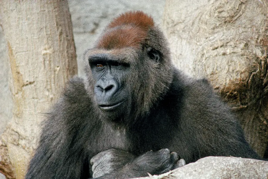 Photo of an interesting animal and special animals