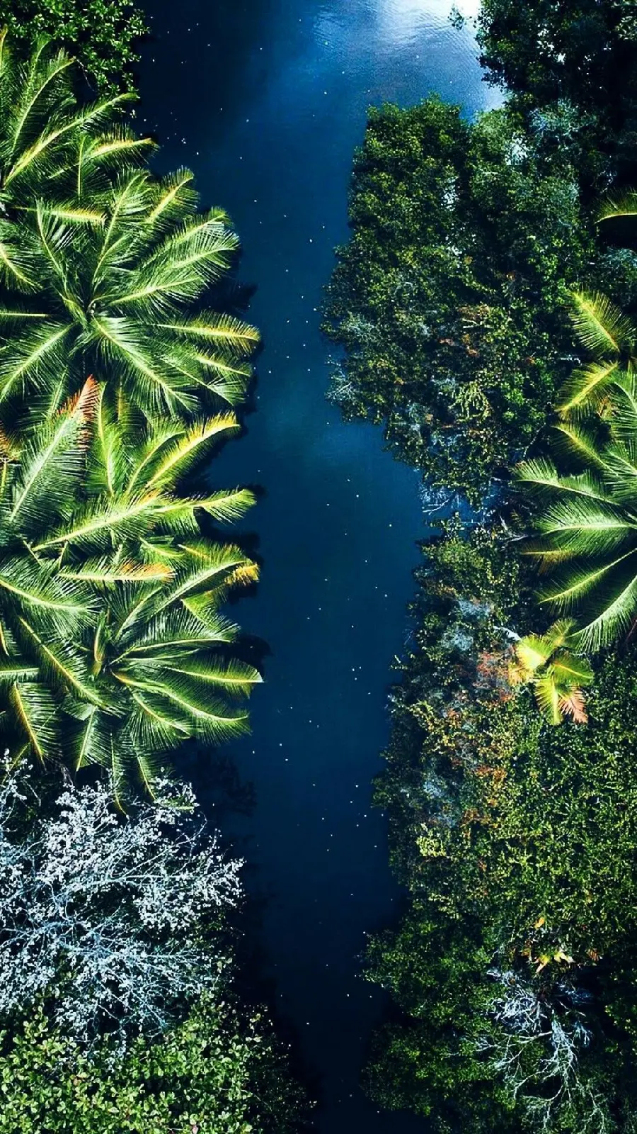 Photo of vegetation in Bali nature