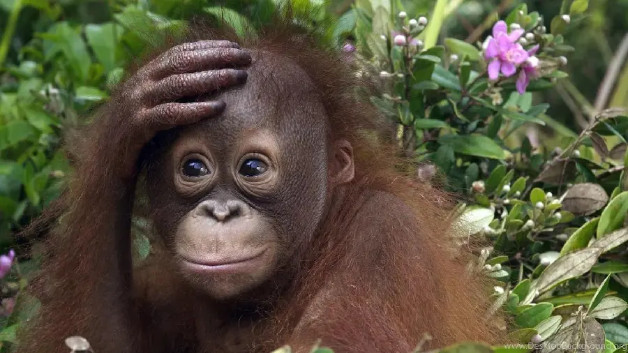 Download Baby Monkey Photo