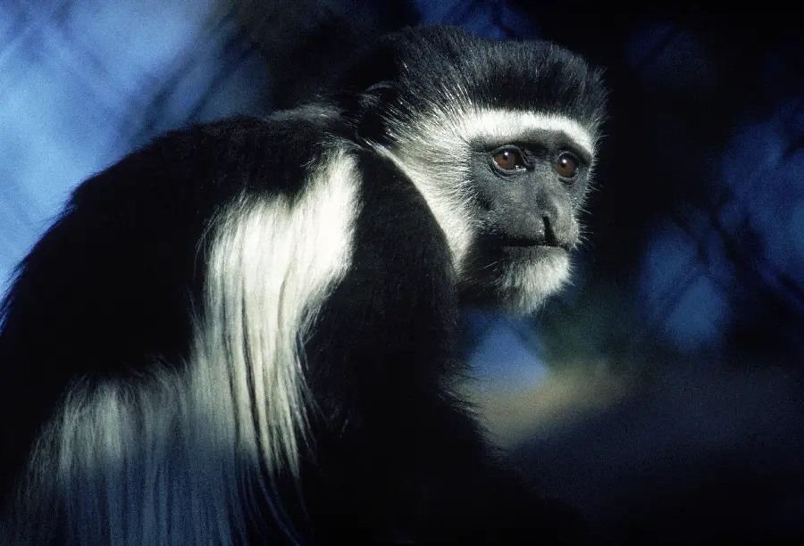 Photo of black and white monkey in wildlife documentary